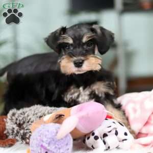 Noah, Miniature Schnauzer Puppy
